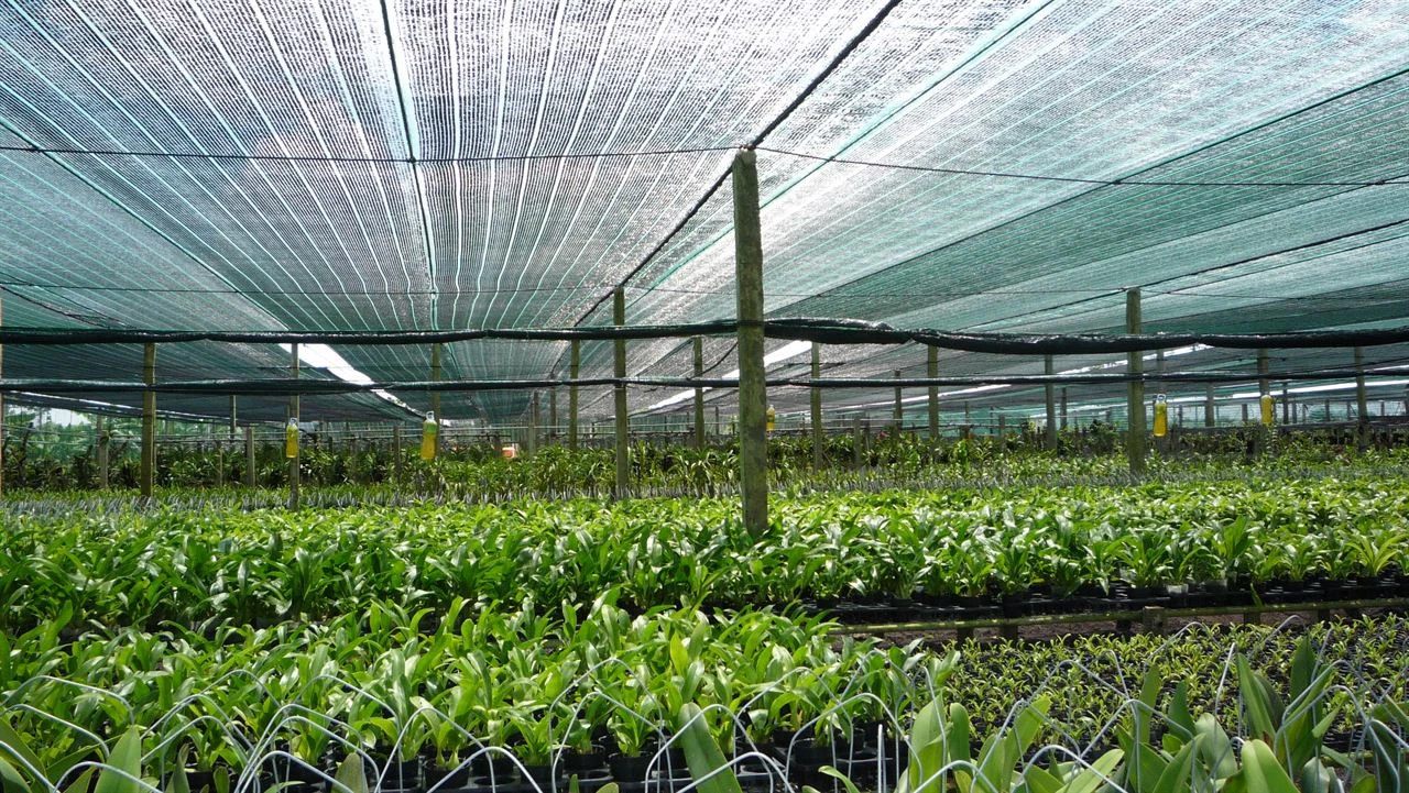 Lưới che nắng Thái Lan - Đen (50%-80%) 4